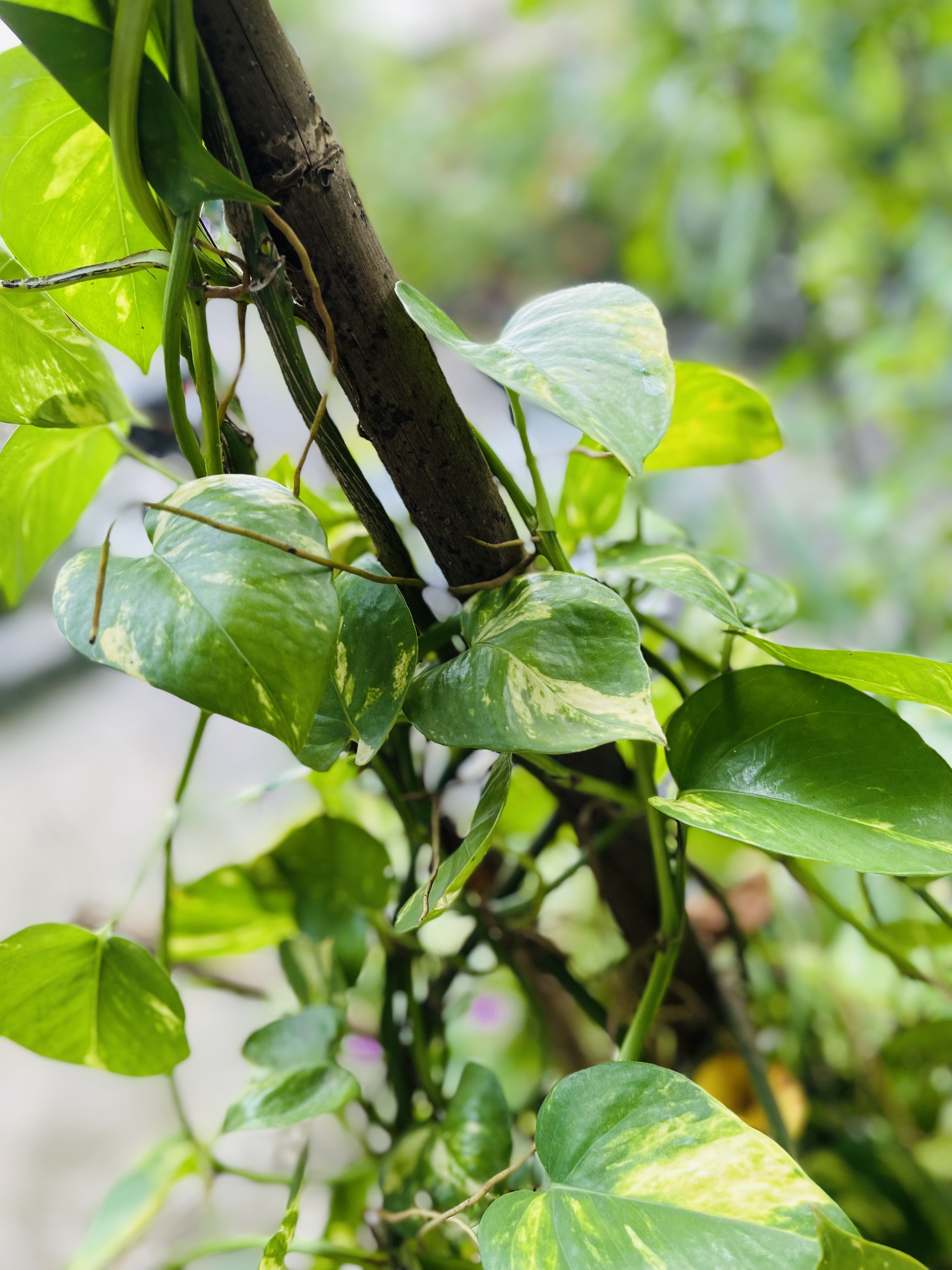 Golden Pothos