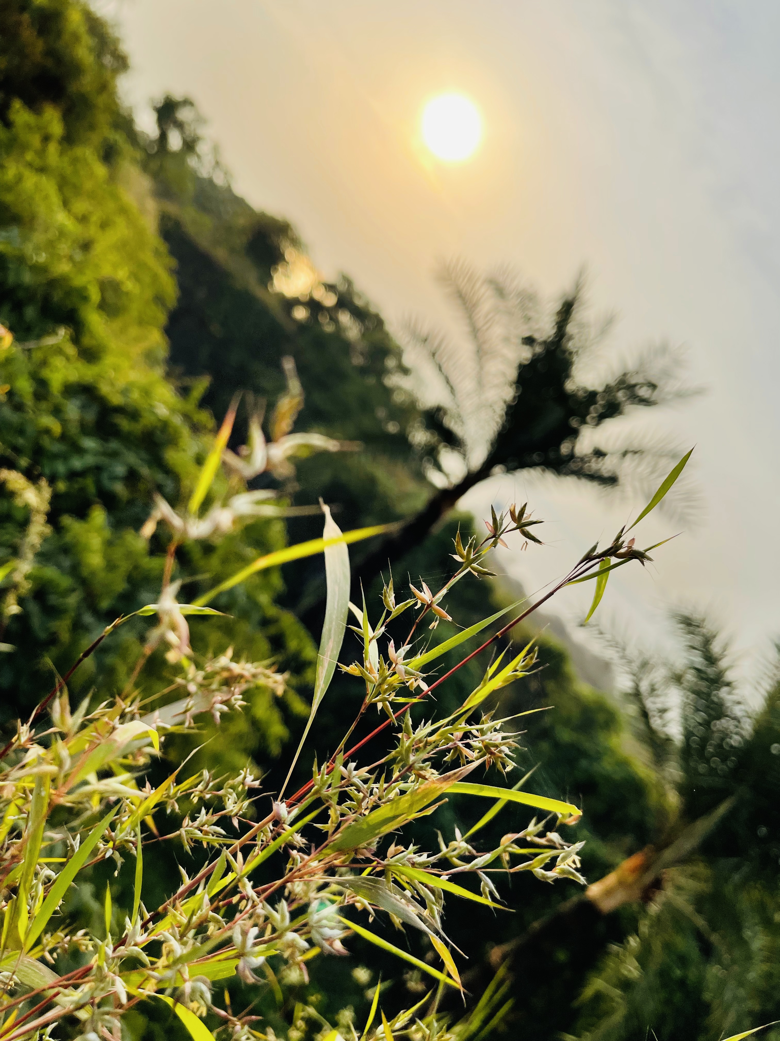 Sun Green