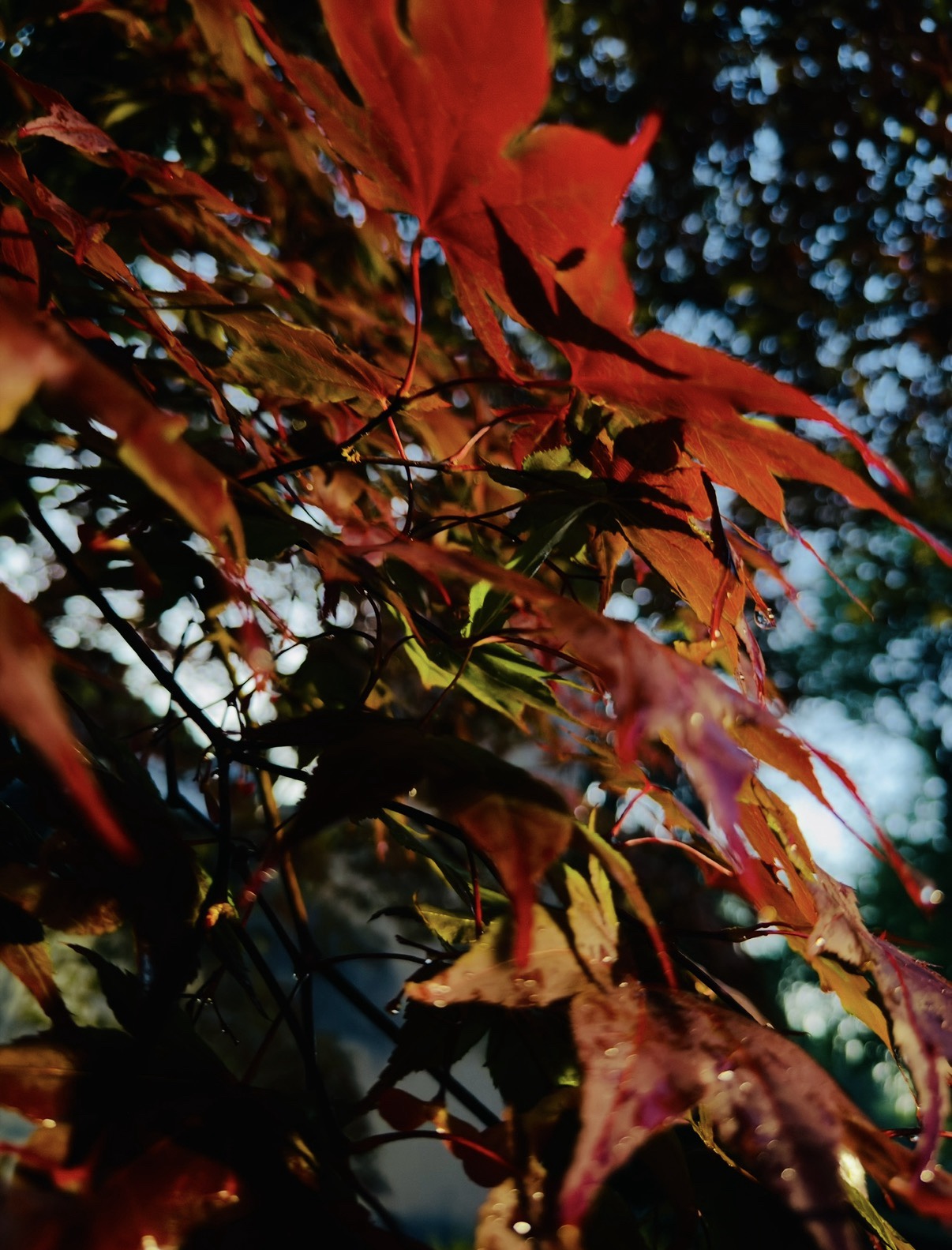 Red Maple